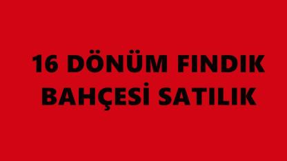 Ünye’de 16 Dönümlük Fındıklık Satışa Çıkıyor