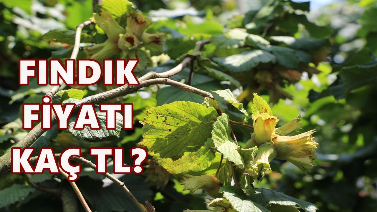 2 Aralık 2025 Salı Ordu Fındık Fiyatı