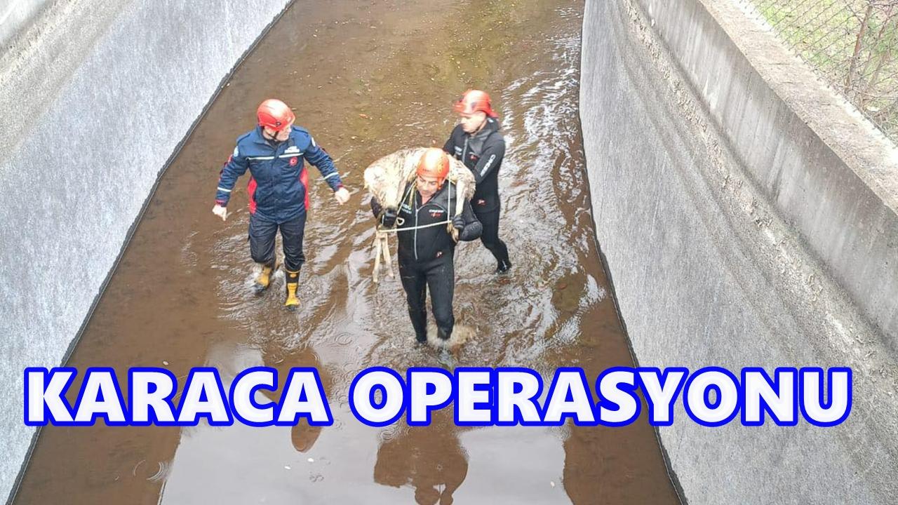 Akkuş&#039;ta Umut 1 HES Kanalına Düşen Karaca İçin Zamanla Yarış