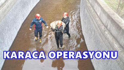 Akkuş'ta Umut 1 HES Kanalına Düşen Karaca İçin Zamanla Yarış