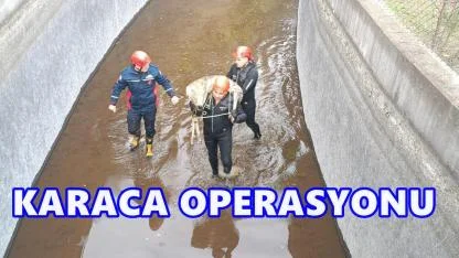 Akkuş'ta Umut 1 HES Kanalına Düşen Karaca İçin Zamanla Yarış