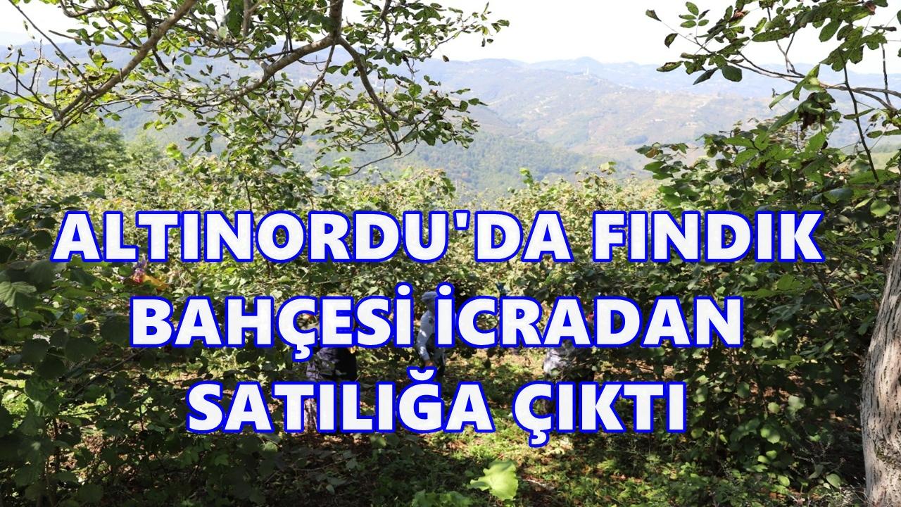 Altınordu’da 13,5 Dönümlük Fındık Bahçesi İcradan Satışa Çıkarıldı