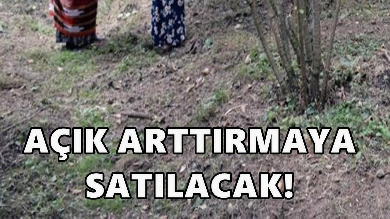 Espiye’de 6 Taşınmaz Elektronik İhale ile Satışa Çıkıyor