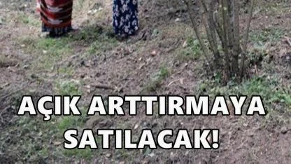 Espiye’de 6 Taşınmaz Elektronik İhale ile Satışa Çıkıyor