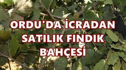 Fatsa’da 3,7 Milyon TL Değerindeki Fındık Arazisi İcradan Satışa Çıkıyor