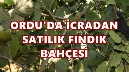 Fatsa’da 3,7 Milyon TL Değerindeki Fındık Arazisi İcradan Satışa Çıkıyor