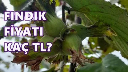 Fındık Fiyatı 12 Aralık 2025 Cuma