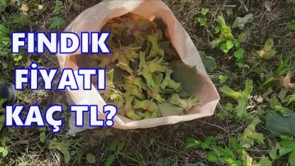 Fındık Fiyatı 18 Aralık 2025 Perşembe