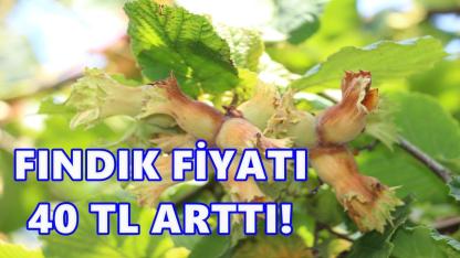 Fındık Fiyatı 40 TL Arttı
