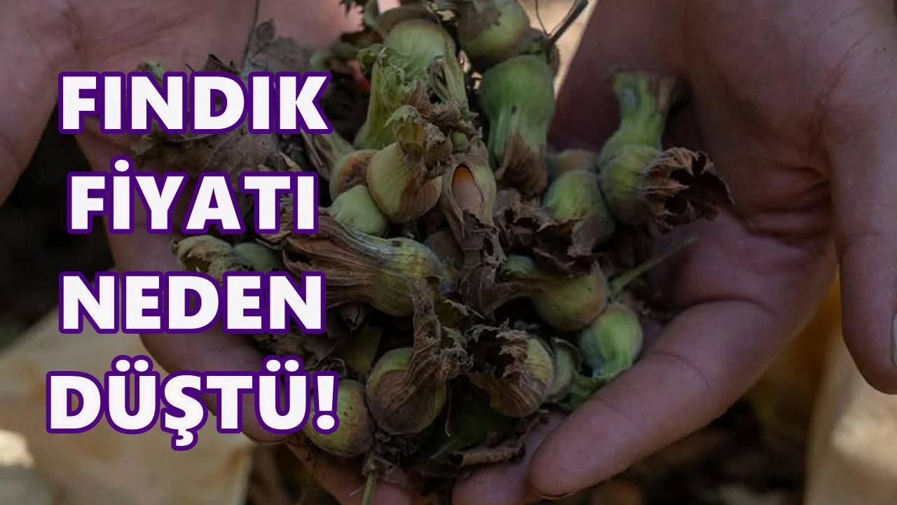 Fındık Fiyatı 7 Aralık 2025 Pazar