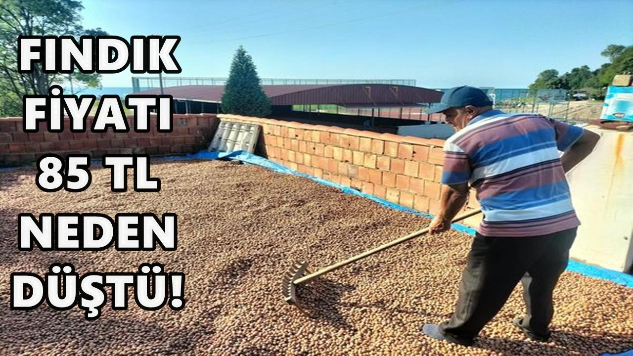 Fındık Fiyatı 85 TL Neden Düştü!