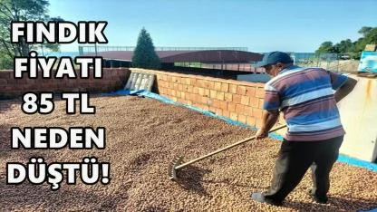 Fındık Fiyatı 85 TL Neden Düştü!