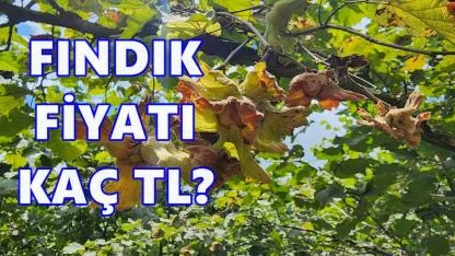 Fındık Fiyatı Bugün Kaç TL? 11 Aralık 2025 Perşembe