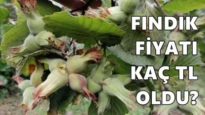 Fındık Fiyatı Bugün Kaç TL Açıklandı: 30 Aralık 2025 Salı
