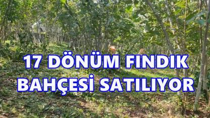 Keşap’ta 17 Bin m²’lik Tarım Arazisi İcradan Satışa Çıkıyor