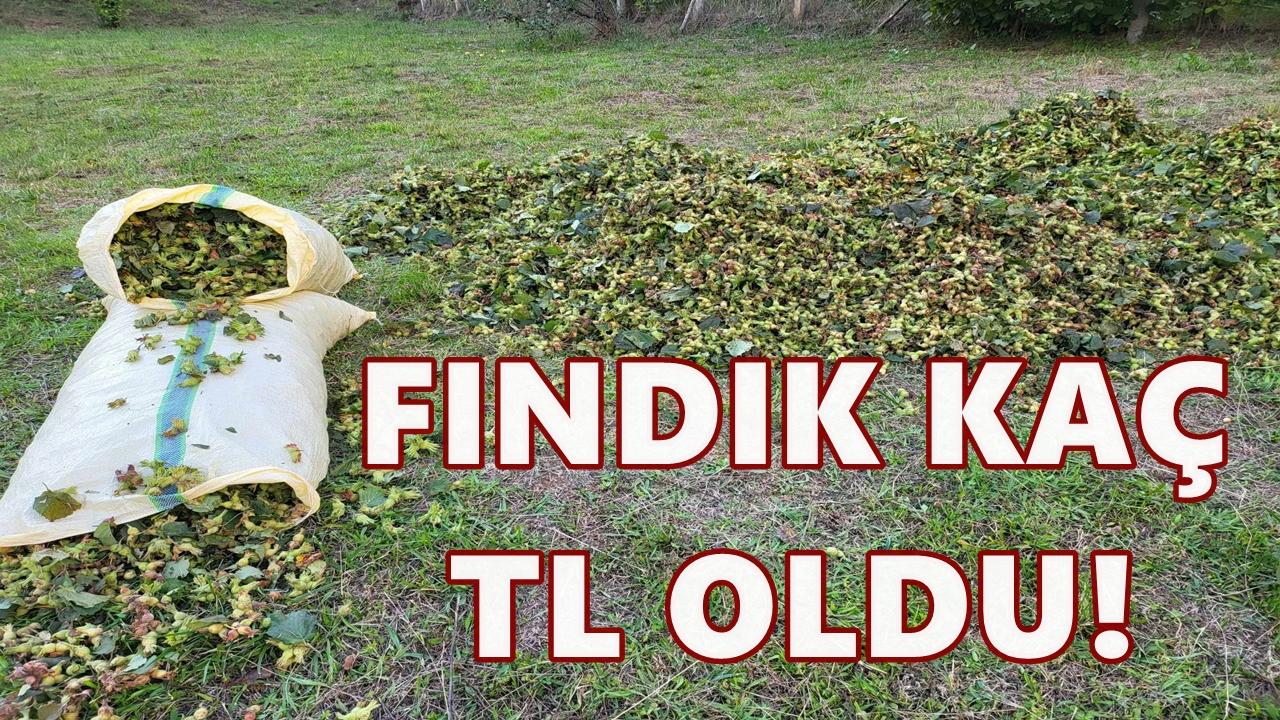 Ordu&#039;da Fındık Fiyatı 14 Aralık 2025 Pazar