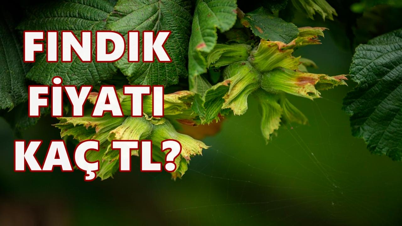 Ordu&#039;da Fındık Fiyatı 4 Aralık 2025 Perşembe