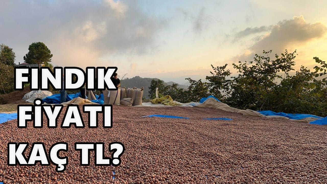 Ordu'da Fındık Fiyatı Açıklandı; 24 Aralık 2025 Çarşamba