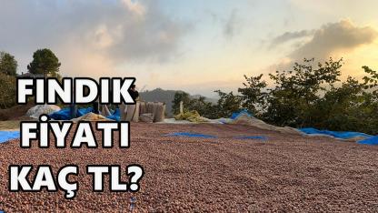 Ordu'da Fındık Fiyatı Açıklandı; 24 Aralık 2025 Çarşamba
