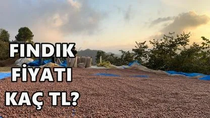Ordu'da Fındık Fiyatı Açıklandı; 24 Aralık 2025 Çarşamba