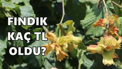 Ordu'da Fındık Fiyatı Düştü mü? 16 Aralık 2025 Fındık Fiyatı