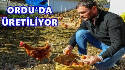 Ordu’da Yumurta Sektörü Küllerinden Doğdu: Hedef 100 Milyon Adet Üretim