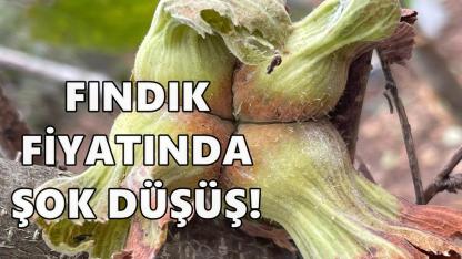 Yeni Yıl Öncesi Fındık Piyasası Durgun: Fiyatlar 110 TL Geriledi