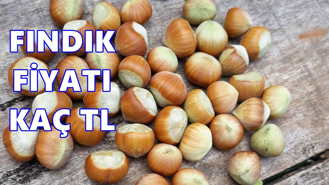 Fındık Fiyatı 19 Ocak 2026 Pazartesi