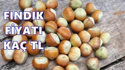 Fındık Fiyatı 19 Ocak 2026 Pazartesi