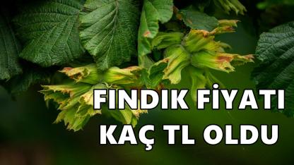 Fındık Fiyatı 21 Ocak 2025 Çarşamba