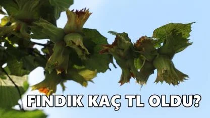 Fındık Fiyatı 3 Ocak 2026 Cumartesi