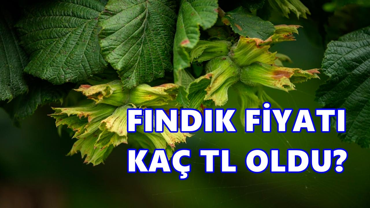 Fındık Fiyatı 30 Ocak 2026 Cuma