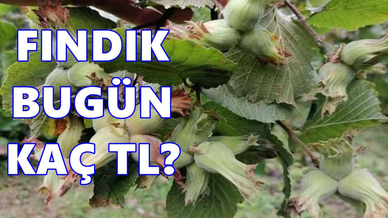 Fındık Fiyatı 8 Ocak 2026 Perşembe