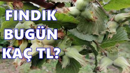 Fındık Fiyatı 8 Ocak 2026 Perşembe