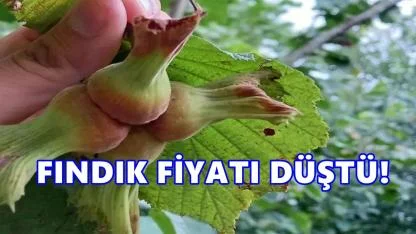 Fındık Fiyatı Düşüşe Geçti: Piyasalarda Tedirginlik