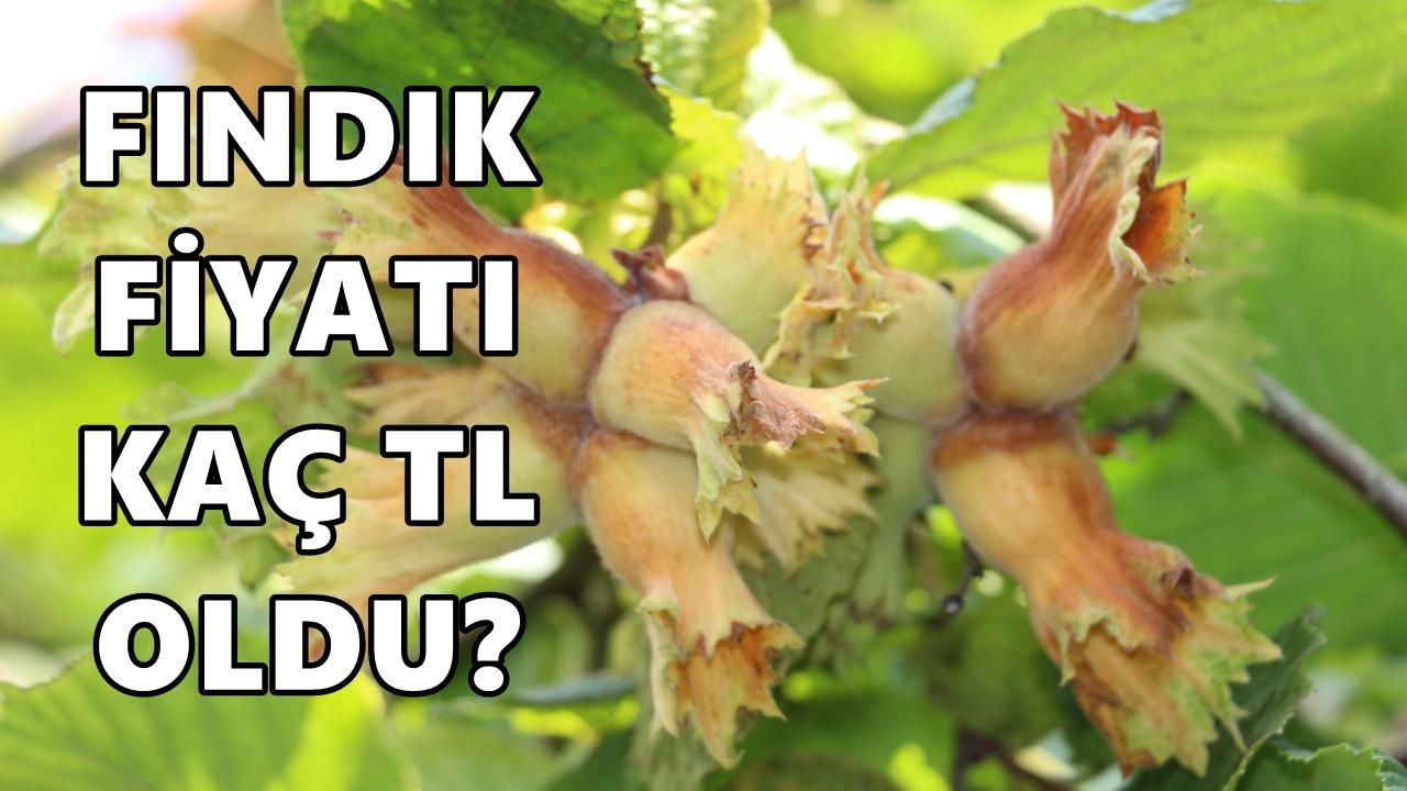 Fındık Fiyatı Kaç TL Oldu; 10 Ocak 2026 Cumartesi