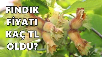 Fındık Fiyatı Kaç TL Oldu; 10 Ocak 2026 Cumartesi