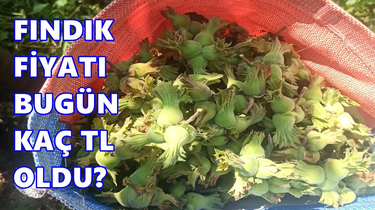 Fındık Fiyatı Yeni Yılın İlk Pazartesi Gününe Nasıl Başladı?