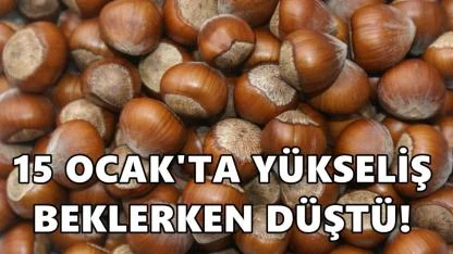 Fındıkta 15 Ocak Umudu Boşa Çıktı: Fiyatlar Düştü