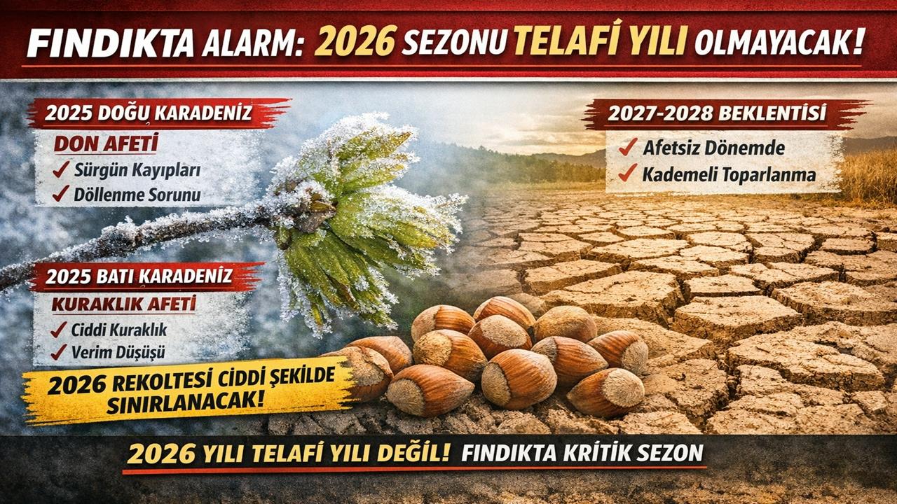 Fındıkta Alarm: 2026 Sezonu Telafi Yılı Olmayacak