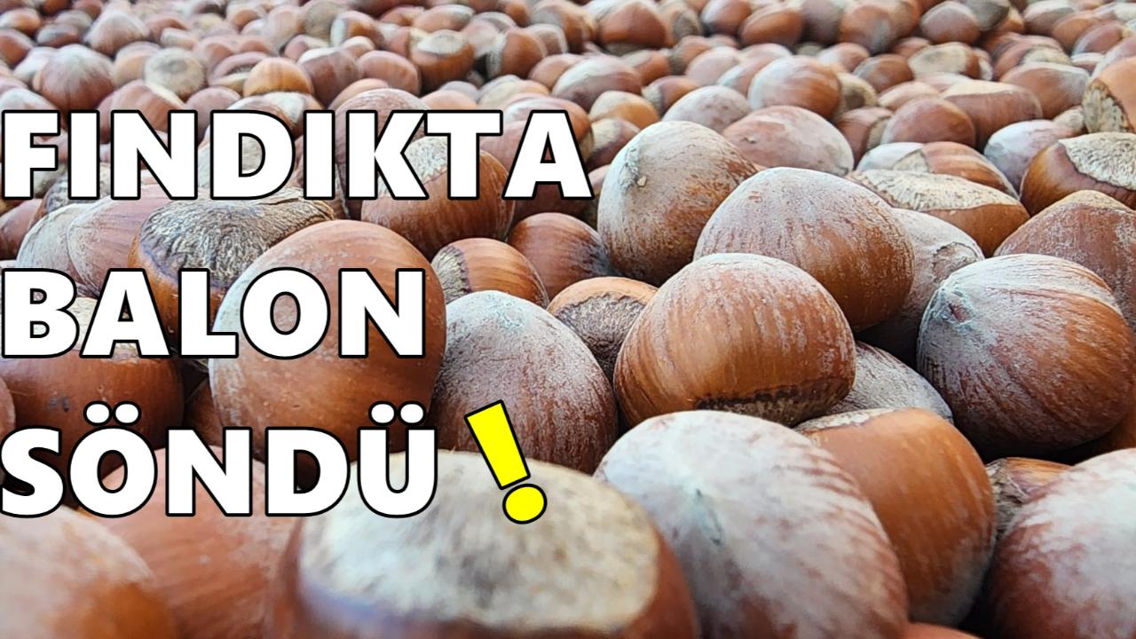Fındıkta Balon Söndü: Talep Yok, Fiyat Geriledi