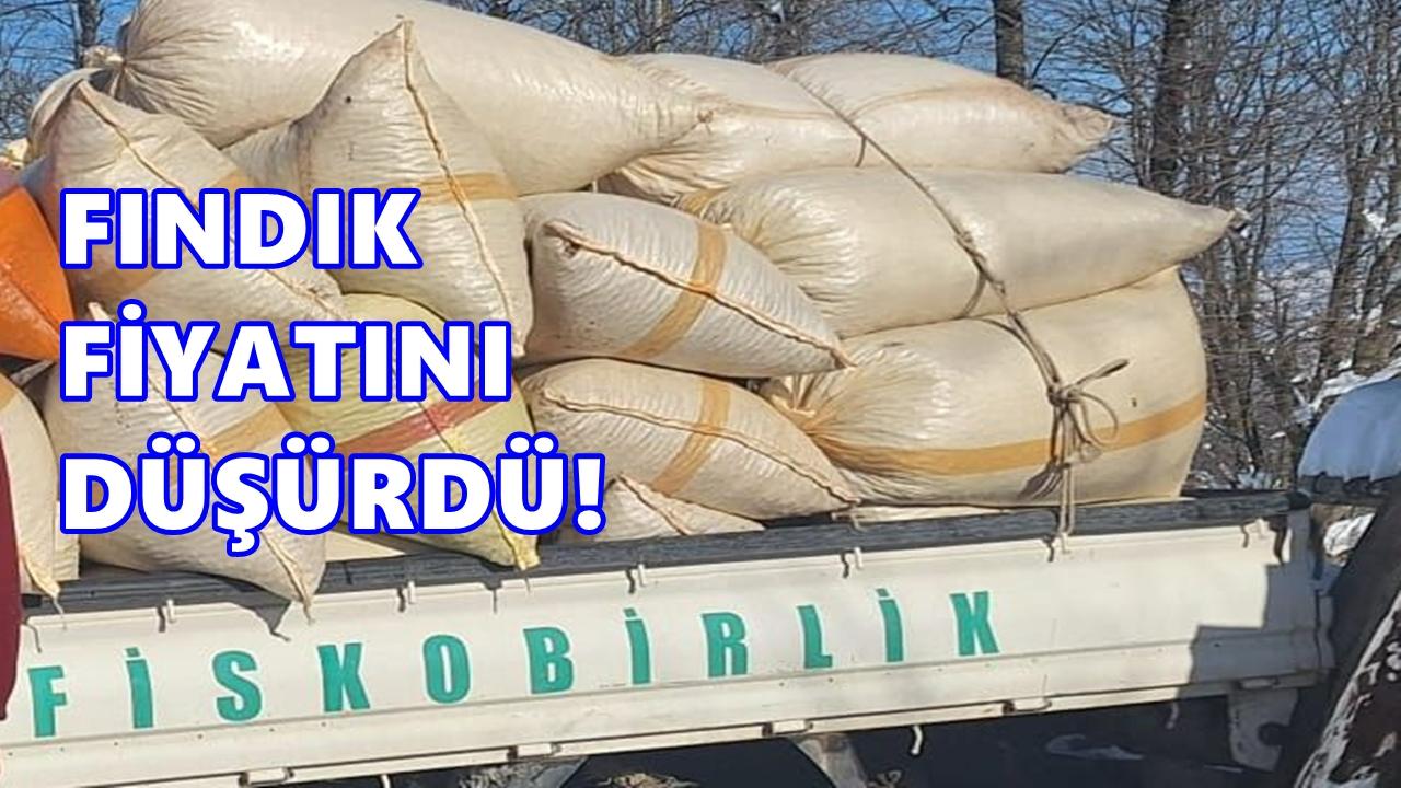 Fiskobirlik’ten Geri Adım: Fındık Fiyatları 5 TL Düştü