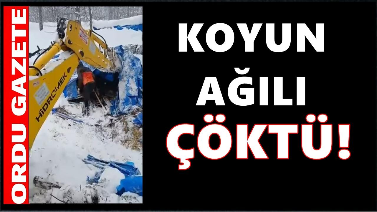 Gölköy’de Kar Faciası: Koyun Ağılı Çöktü, Hayvanlar Kar Altında Kaldı