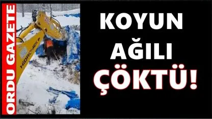 Gölköy’de Kar Faciası: Koyun Ağılı Çöktü, Hayvanlar Kar Altında Kaldı