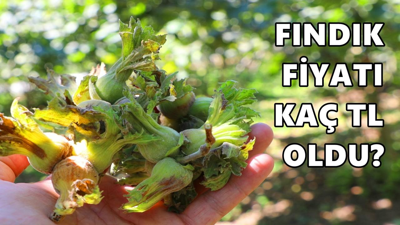 Ordu'da Fındık Fiyatı 25 Ocak 2026 Pazar