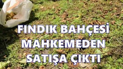 Perşembe’de 3 Fındık Bahçesi İcradan Satışa Çıkarıldı