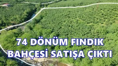 Altınordu'da 74 Dönüm Fındık Bahçesi  Mahkeme Yoluyla Satışa Çıkarıldı