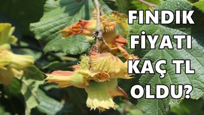 Fındık Fiyatı 1 Şubat 2026 Pazar