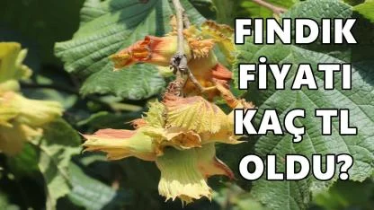 Fındık Fiyatı 1 Şubat 2026 Pazar