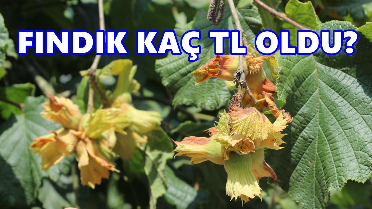 Fındık Fiyatı 13 Şubat 2026 Cuma